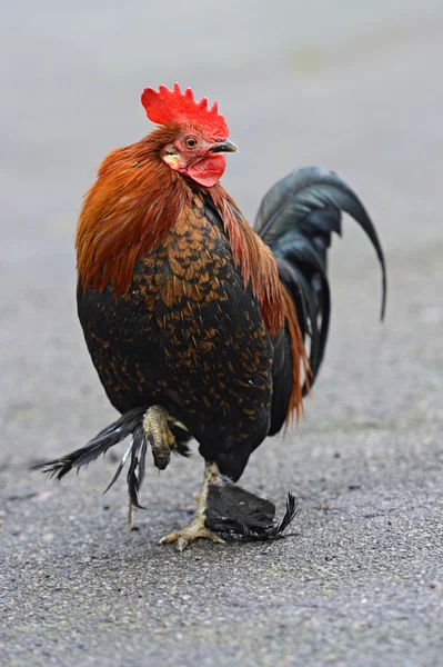 Galo de estimação retrato na fazenda — Fotografia de Stock