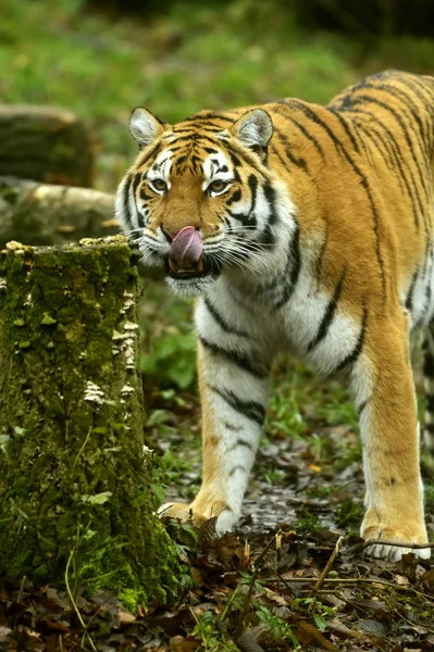 Porträt des Amur-Tigers — Stockfoto