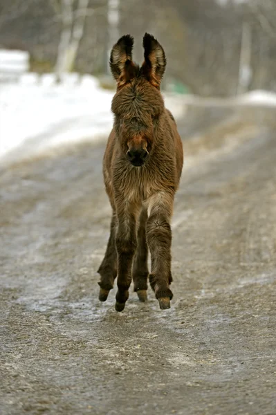 Portrait of a baby donkey — Stock Photo, Image