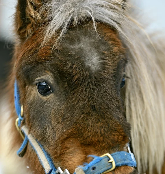 Porträtt av en vit ponny på vintern — Stockfoto