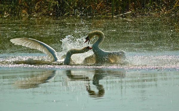 Два лебеді на ставку борються — стокове фото