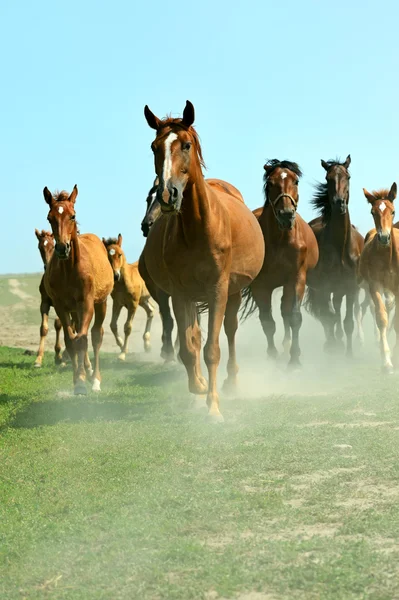 Paarden op de boerderij in de zomer — Stockfoto