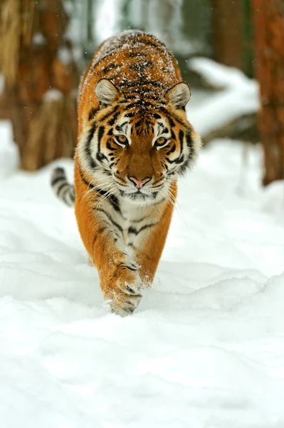 Retrato de un tigre siberiano —  Fotos de Stock