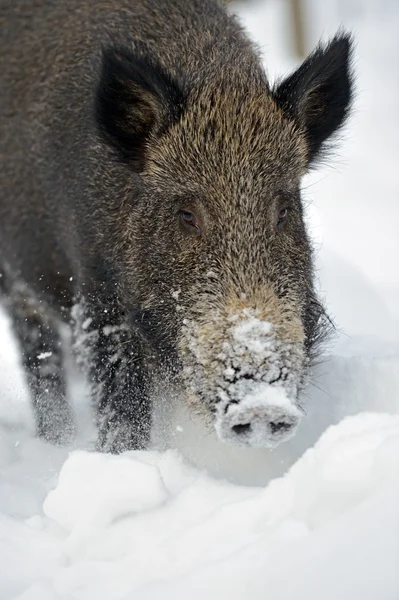 Wild boar in winter forest — Stock Photo, Image