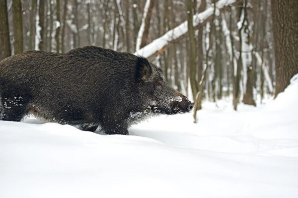 Wild boar in winter forest — Stock Photo, Image