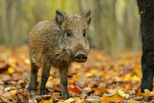 가을 숲에서 야생 멧돼지 — 스톡 사진
