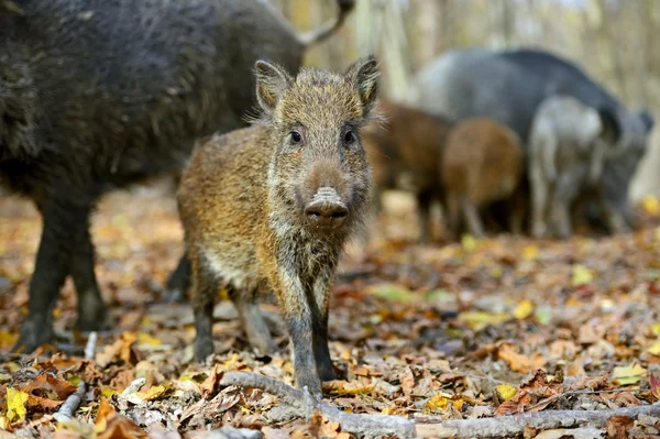 Jabalí salvaje en el bosque en otoño —  Fotos de Stock