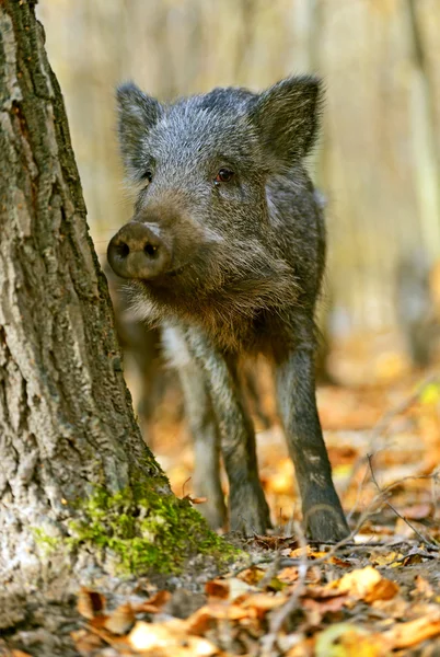 Wild boar in the forest in autumn — Stock Photo, Image