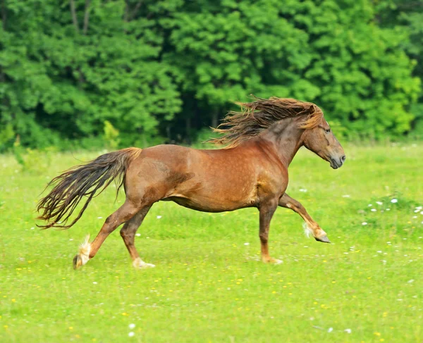 Paard — Stockfoto