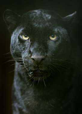 Doğal habitatları amur leoparı