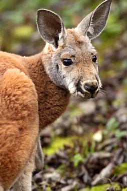 Doğadaki Kanguru portresi