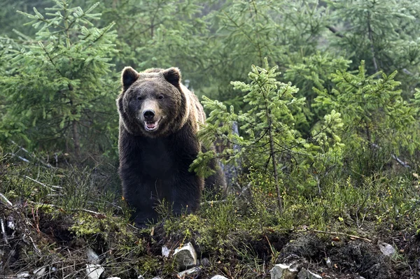 Urso castanho — Fotografia de Stock