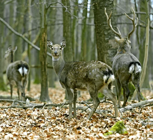 Gefleckter Hirsch — Stockfoto