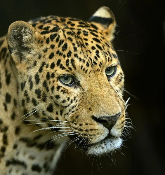 Doğal habitatları amur leoparı — Stok fotoğraf