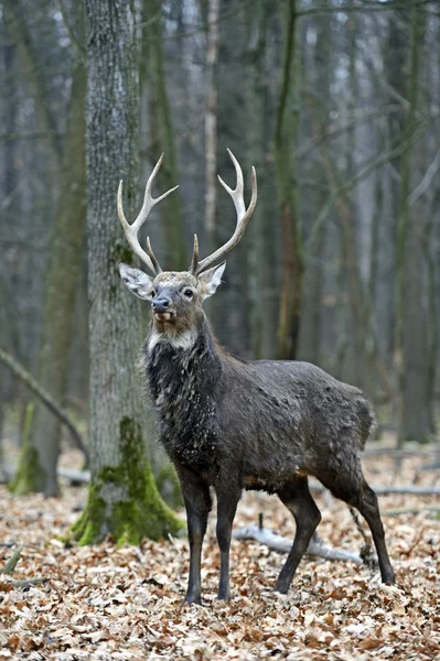 Gevlekte herten — Stockfoto