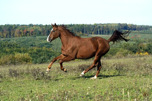 Paard — Stockfoto