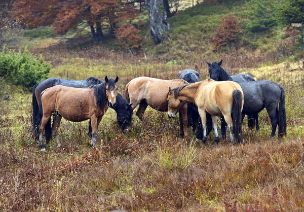 在秋天在森林里放牧的马匹 — 图库照片