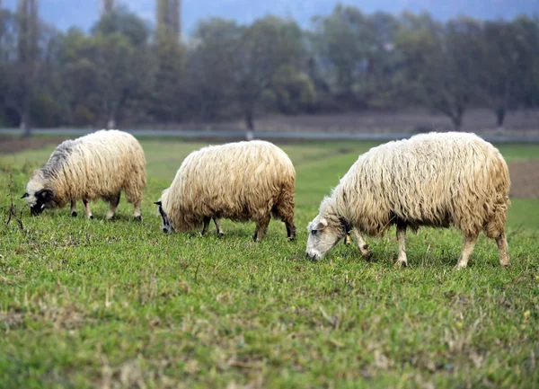Um rebanho de ovelhas em um pasto de montanha — Fotografia de Stock