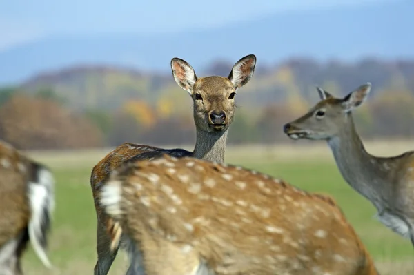 Gevlekte herten — Stockfoto