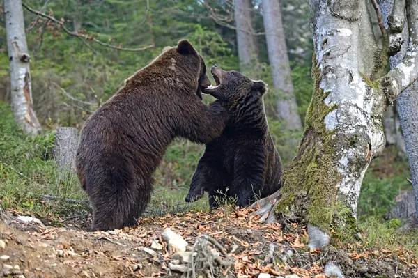 Brown bear — Stock Photo, Image