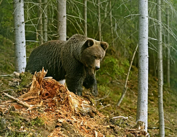 Бурый медведь — стоковое фото