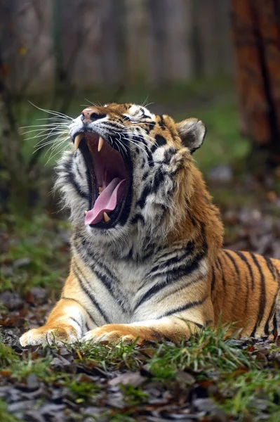 Amur Tiger in the summer — Stock Photo, Image