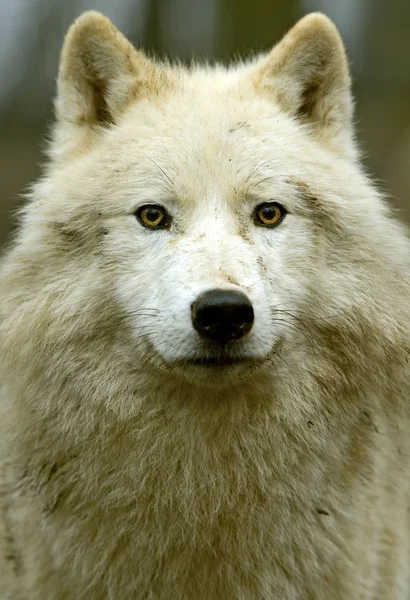 Lupo polare nel suo habitat naturale — Foto Stock