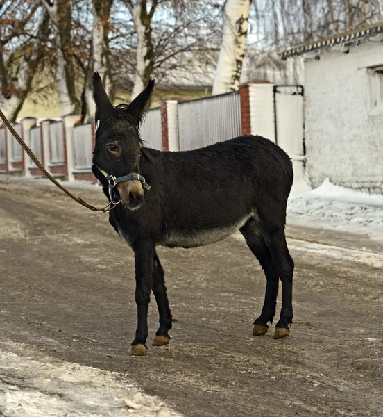 Portrét dítěte osel — Stock fotografie