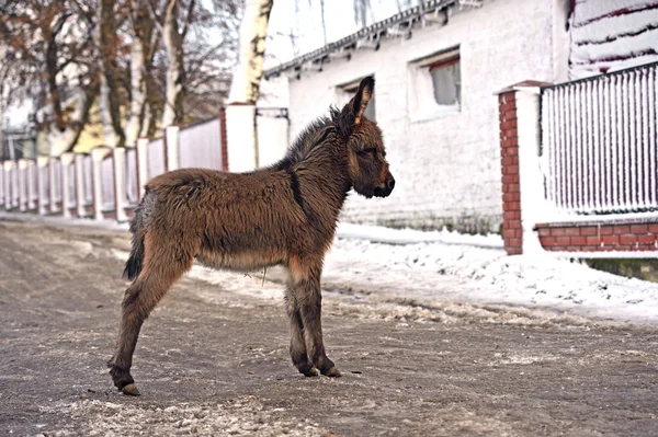 Retrato de un burro bebé —  Fotos de Stock