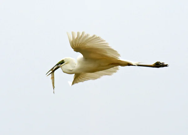 Dassen in hun natuurlijke habitat — Stockfoto