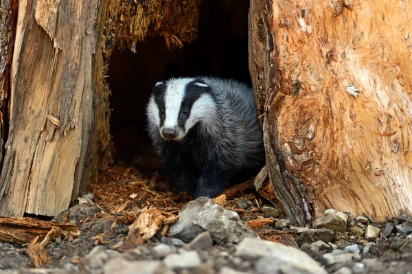 Badgers di habitat alami mereka — Stok Foto