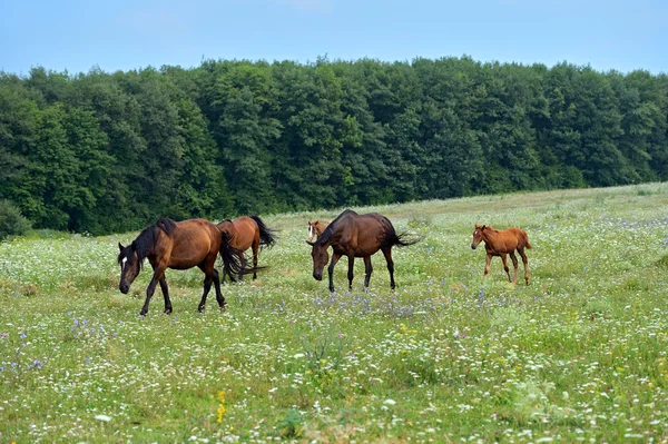 Koně na farmě v létě — Stock fotografie