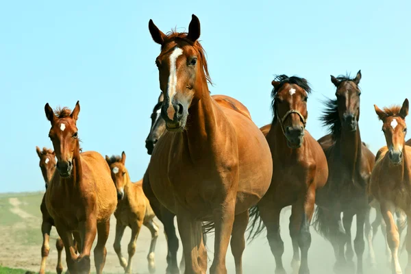 Paarden op de boerderij in de zomer — Stockfoto