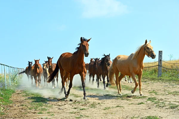 Pferde auf dem Bauernhof im Sommer — Stockfoto