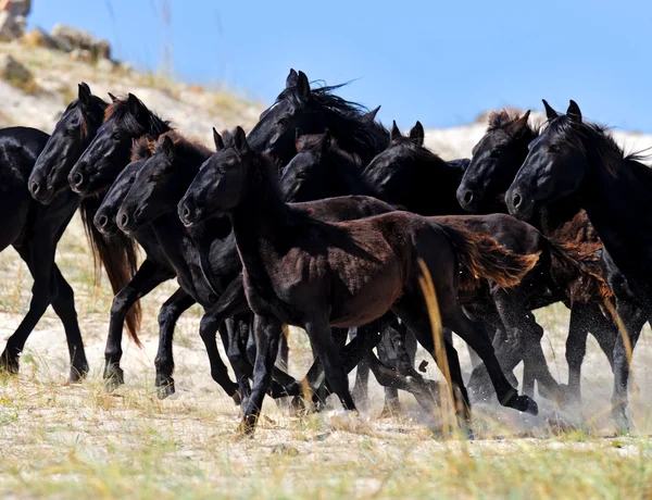 Horses on the coast in autumn — Stock Photo, Image