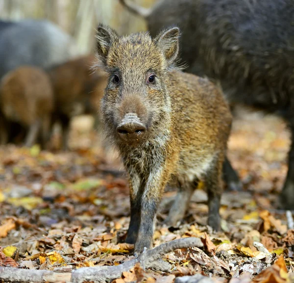 Wild boar in the forest in autumn Stock Image