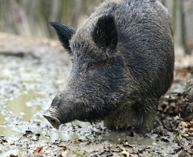 Ormanda yaban domuzu