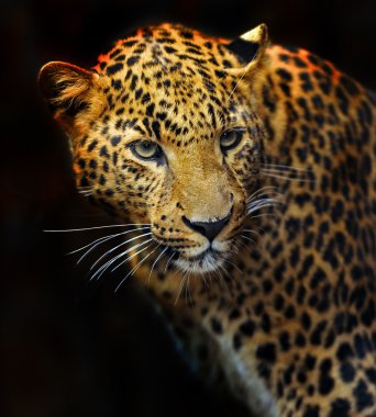 Doğal habitatları leopard portresi
