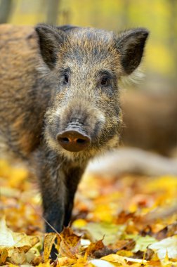 дикого кабана в лісі восени