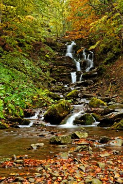 sonbahar park sonbaharda yürümek