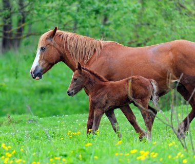 mera üzerinde bir buzağı ile at