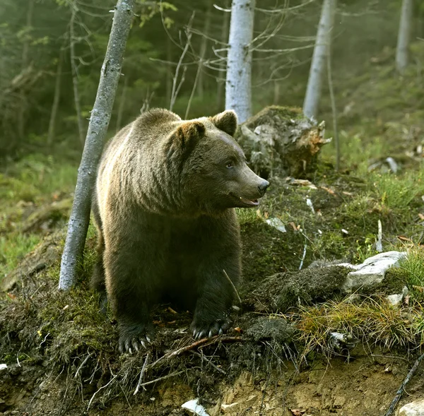 Urso castanho — Fotografia de Stock