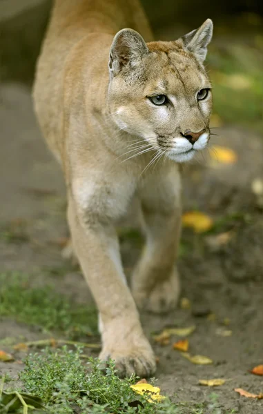 Doğal habitatları, Puma — Stok fotoğraf