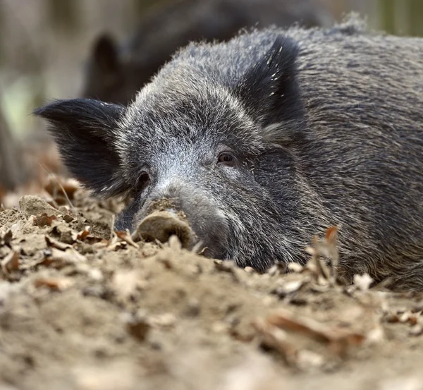 Wildschweine im Wald — Stockfoto