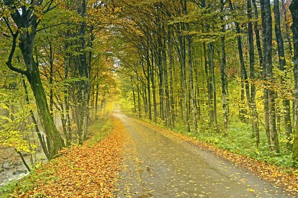 Route dans la forêt d'automne — Photo