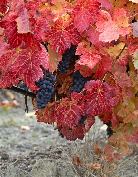 Pflanzung von Trauben im Herbst — Stockfoto