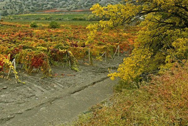 Plantage van druiven in het najaar van — Stockfoto