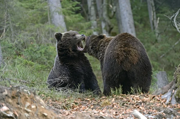 Braunbär — Stockfoto