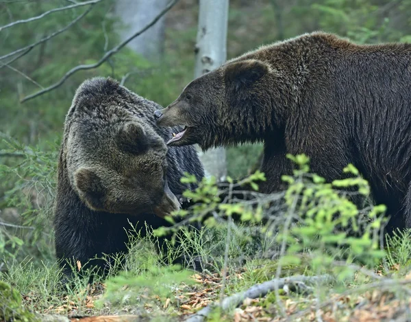 Urso castanho — Fotografia de Stock