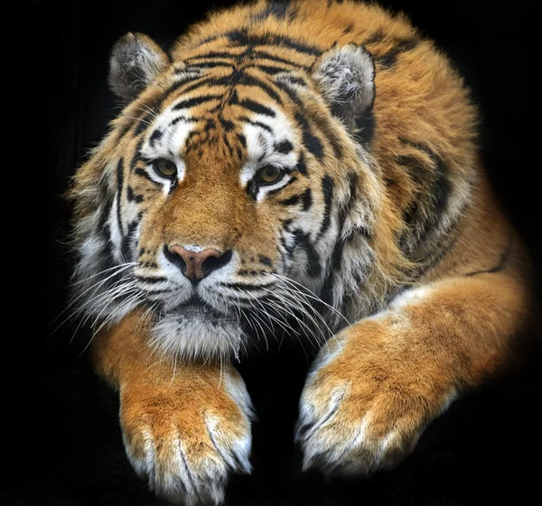 Амурский тигр летом — стоковое фото